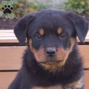 Grizzly, Rottweiler Puppy
