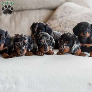 Paisley, Dachshund Puppy