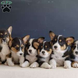 Mack, Pembroke Welsh Corgi Puppy