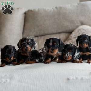Poppy, Dachshund Puppy