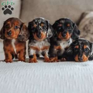 River, Dachshund Puppy