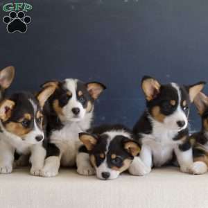 Maeve, Pembroke Welsh Corgi Puppy