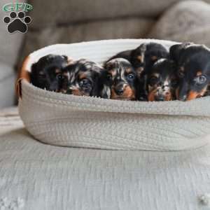 Poppy, Dachshund Puppy