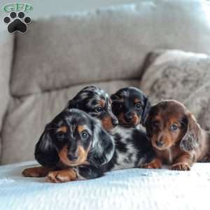 River, Dachshund Puppy