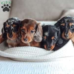 River, Dachshund Puppy