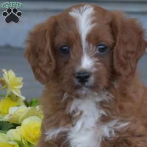Grits, Cavapoo Puppy