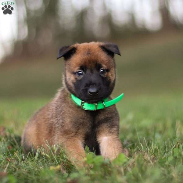 Gunner, Belgian Malinois Puppy