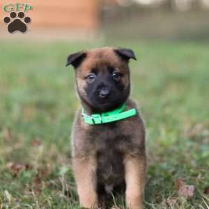Gunner, Belgian Malinois Puppy