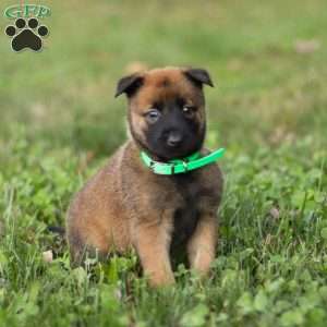 Gunner, Belgian Malinois Puppy