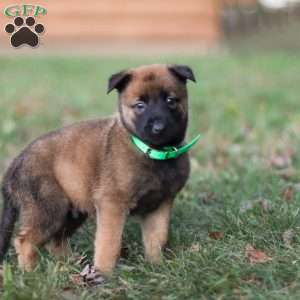 Gunner, Belgian Malinois Puppy