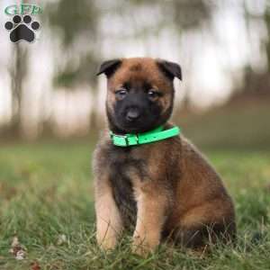 Gunner, Belgian Malinois Puppy