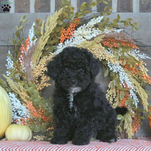 Gus, Miniature Poodle Puppy