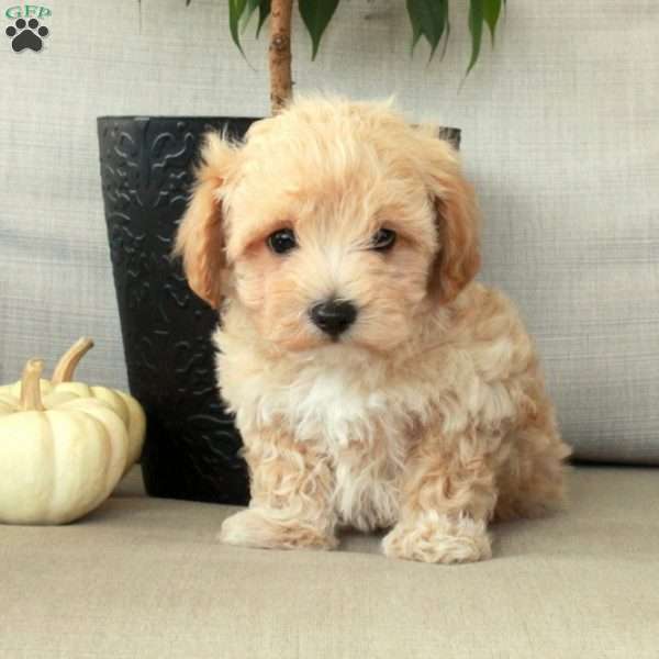 Gus, Maltipoo Puppy