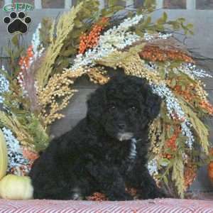 Gus, Miniature Poodle Puppy