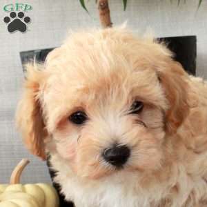 Gus, Maltipoo Puppy