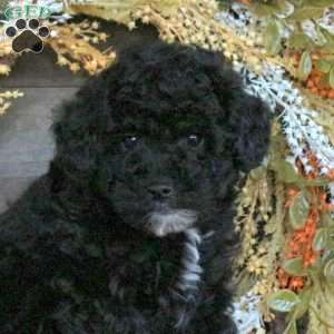 Gus, Miniature Poodle Puppy