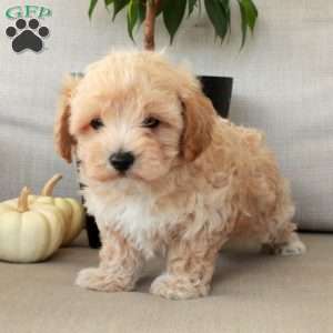 Gus, Maltipoo Puppy