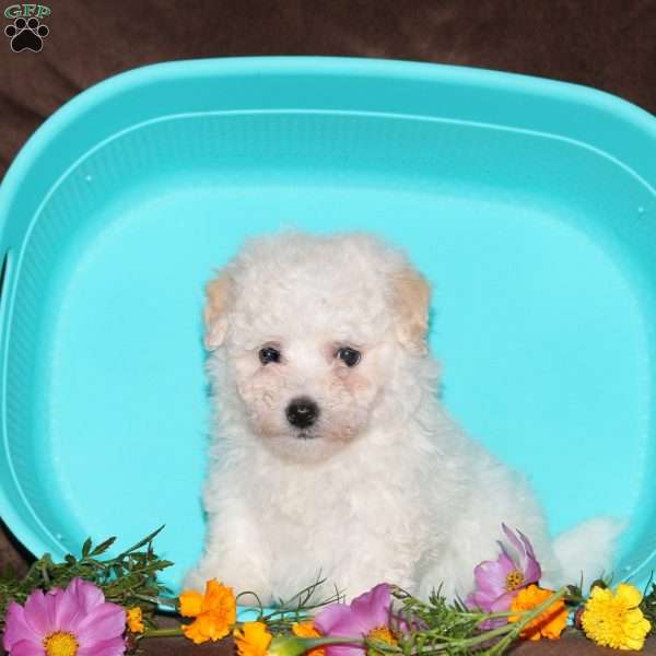 Gwen, Bichon Frise Puppy