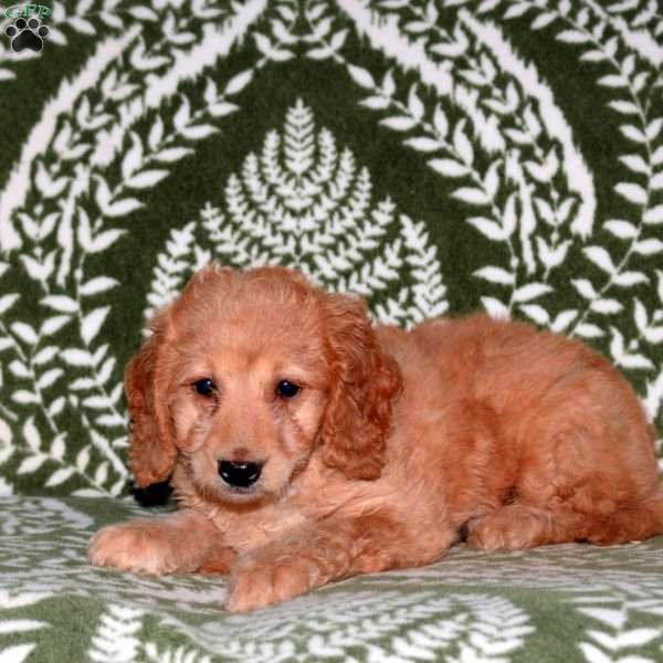 Gwen, Mini Goldendoodle Puppy