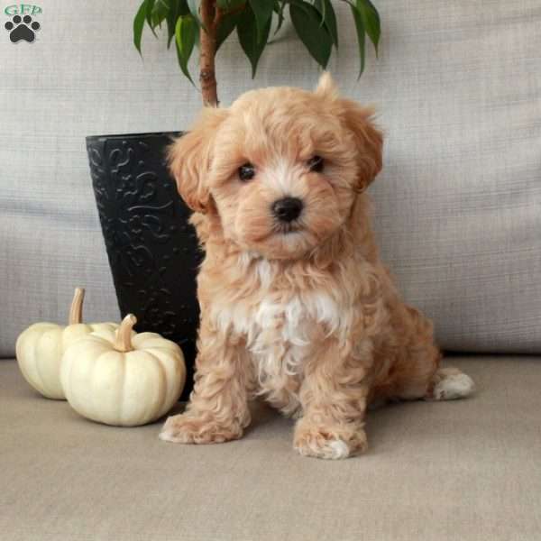 Gwen, Maltipoo Puppy