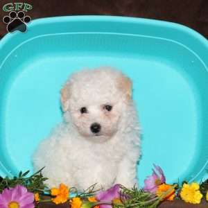Gwen, Bichon Frise Puppy