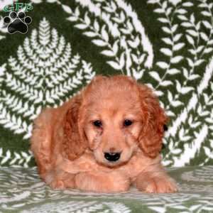 Gwen, Mini Goldendoodle Puppy