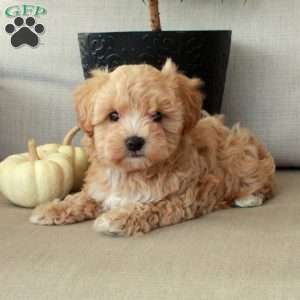 Gwen, Maltipoo Puppy