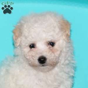 Gwen, Bichon Frise Puppy