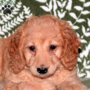 Gwen, Mini Goldendoodle Puppy