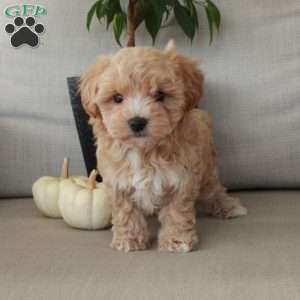 Gwen, Maltipoo Puppy