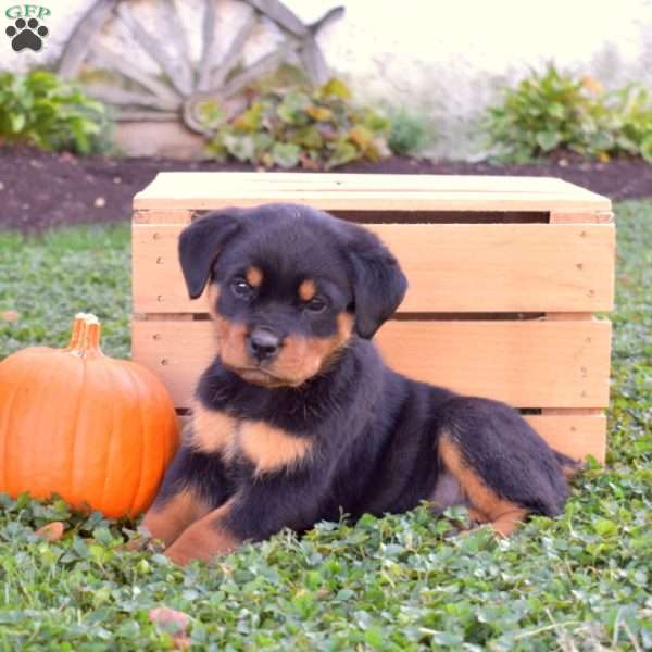 Gypsy, Rottweiler Puppy