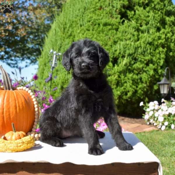Gypsy, Rottie-Poo Puppy