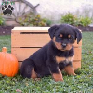 Gypsy, Rottweiler Puppy
