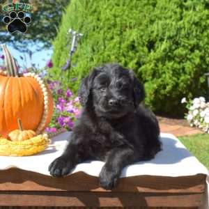 Gypsy, Rottie-Poo Puppy