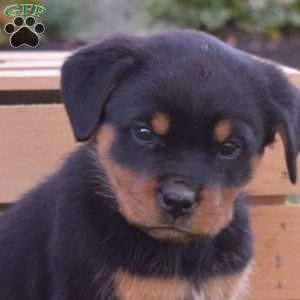 Gypsy, Rottweiler Puppy