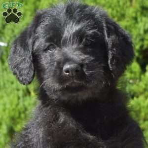 Gypsy, Rottie-Poo Puppy