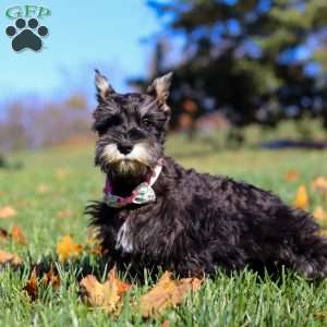 Hadley, Miniature Schnauzer Puppy