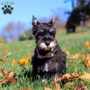 Hadley, Miniature Schnauzer Puppy