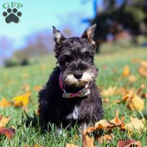 Hadley, Miniature Schnauzer Puppy