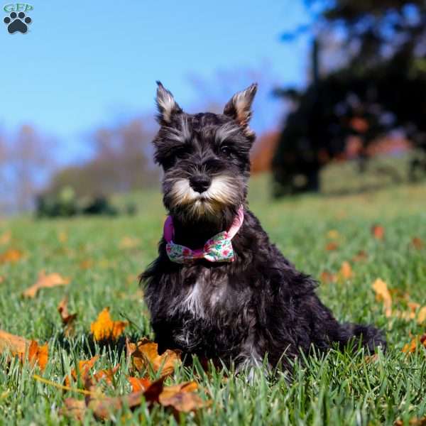 Hadley, Miniature Schnauzer Puppy