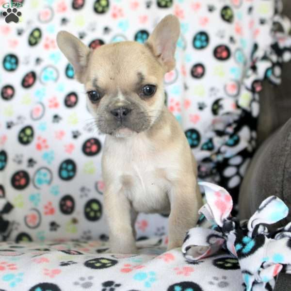 Hailey, French Bulldog Puppy