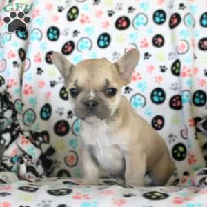 Hailey, French Bulldog Puppy