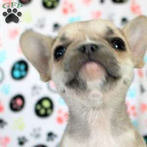 Hailey, French Bulldog Puppy