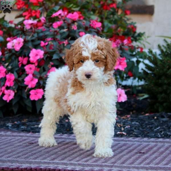 Hailey, Miniature Poodle Puppy