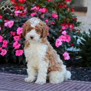 Hailey, Miniature Poodle Puppy