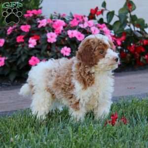 Hailey, Miniature Poodle Puppy