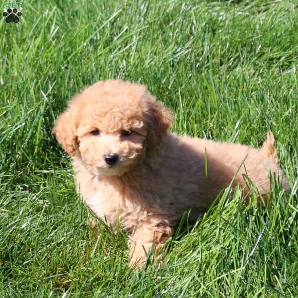Halle, Bich-Poo Puppy