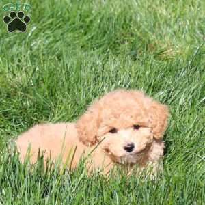 Halle, Bich-Poo Puppy