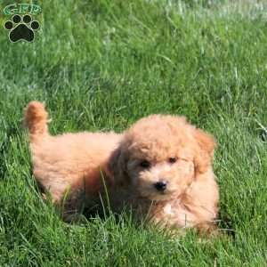 Halle, Bich-Poo Puppy