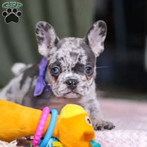 Hallie, French Bulldog Puppy